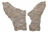 Ordovician Trilobite Mortality Plate (Pos/Neg) - Morocco #218697-1